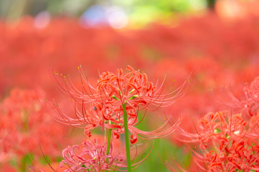 彼岸花