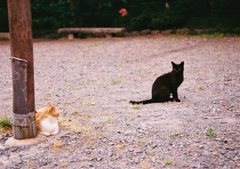 円山公園の猫
