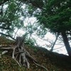 奈良公園の近所の道端