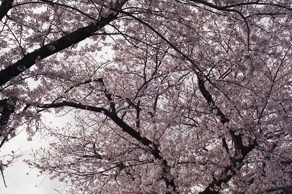 「Spring One Roll: 12」 (film)