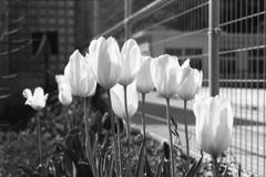 「tulip」 (film:HR20)