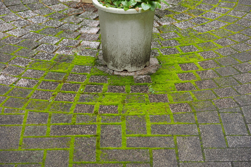 「通路にも苔」