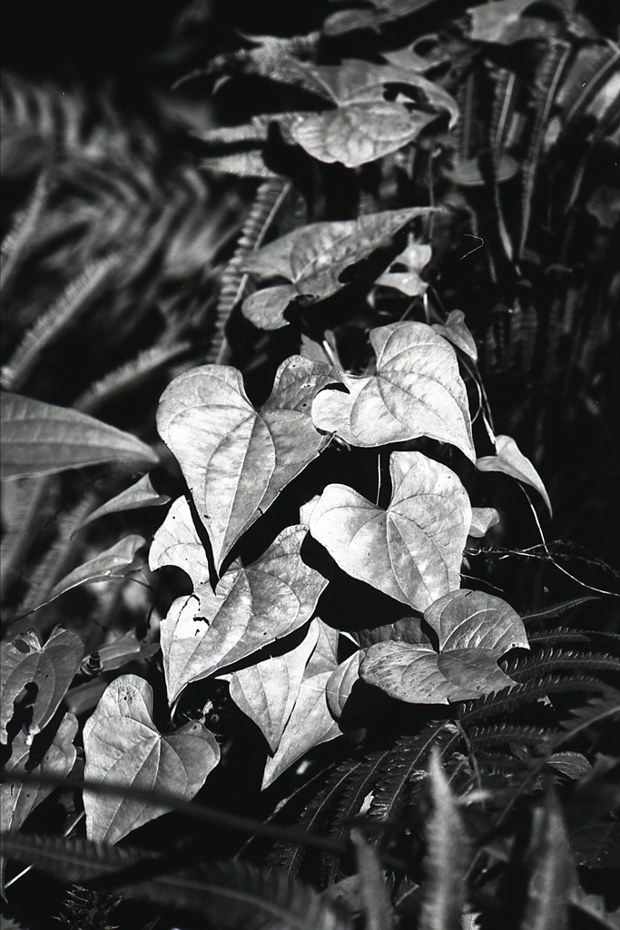 「葉っぱです」 (film:HR20)