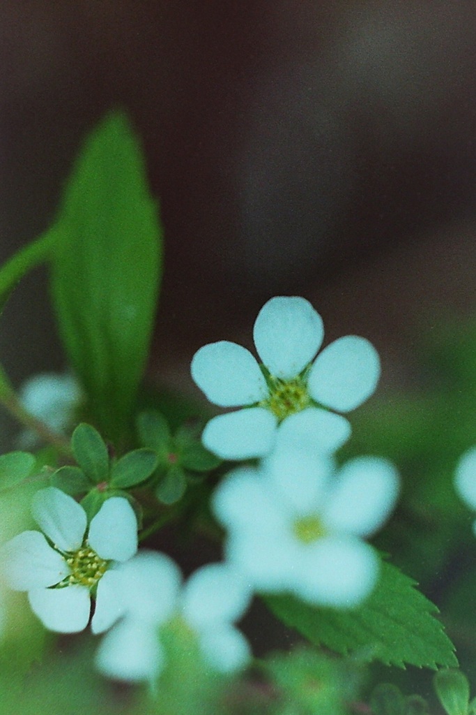 「3/29 flower 01」 (film)