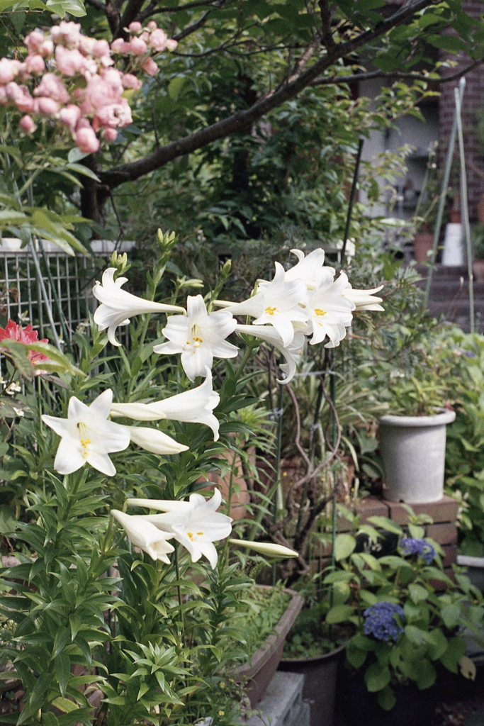 「街角flower」 (film)