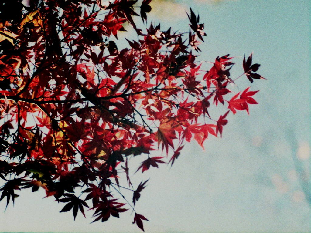 「Halfで行こう：紅葉」 (film)