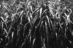 「leaves」 (film:HR20)