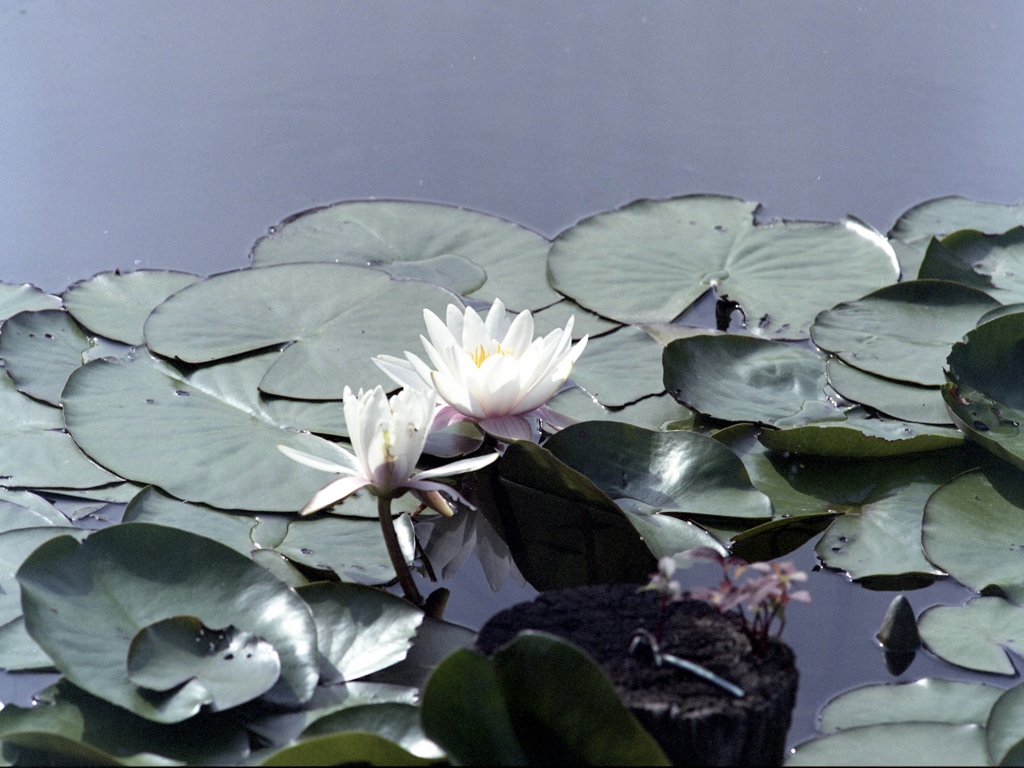 「睡蓮」 (film)