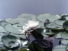 「睡蓮」 (film)