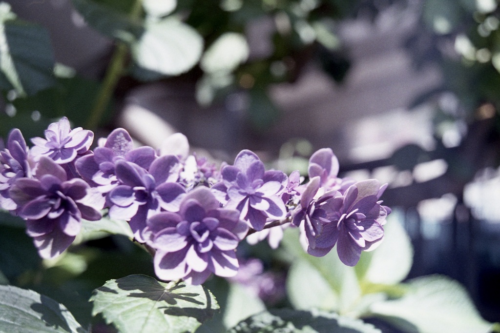 「街角flower」 (film)