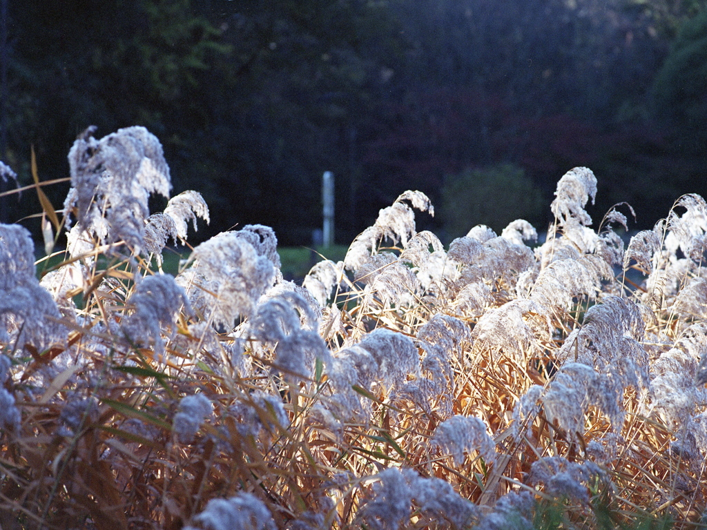 「秋光」 (film)