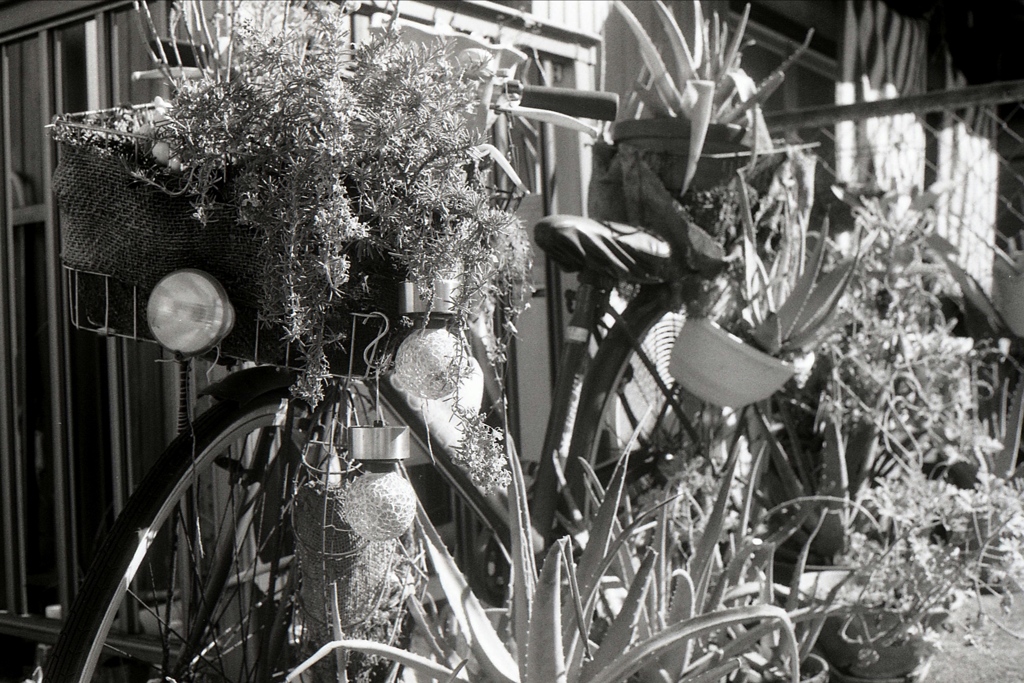 「plants」 (film)