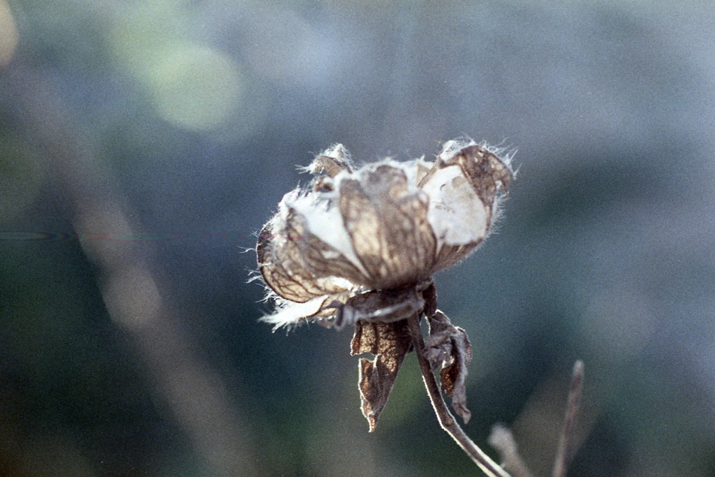 「film macro photo」 (film)