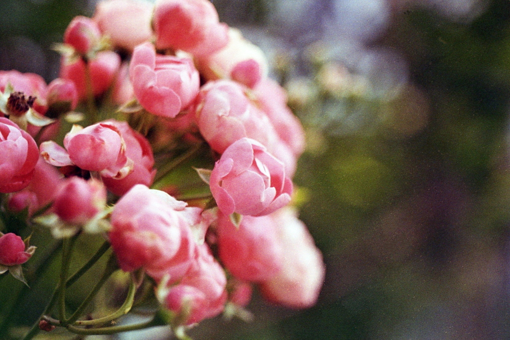 「街角flower」 (film)