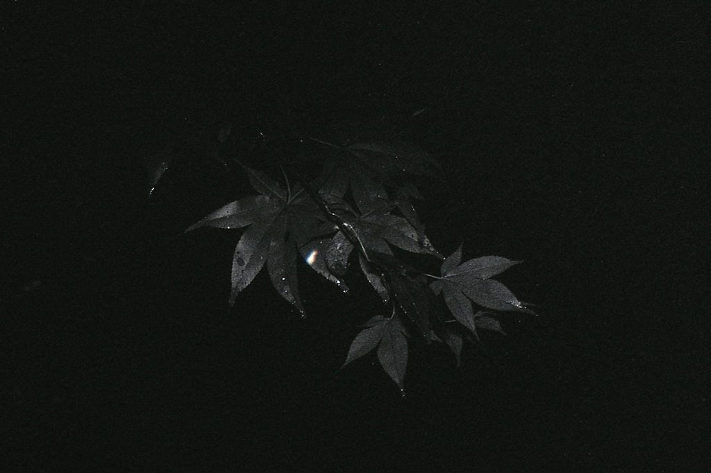 「楓」 (film)