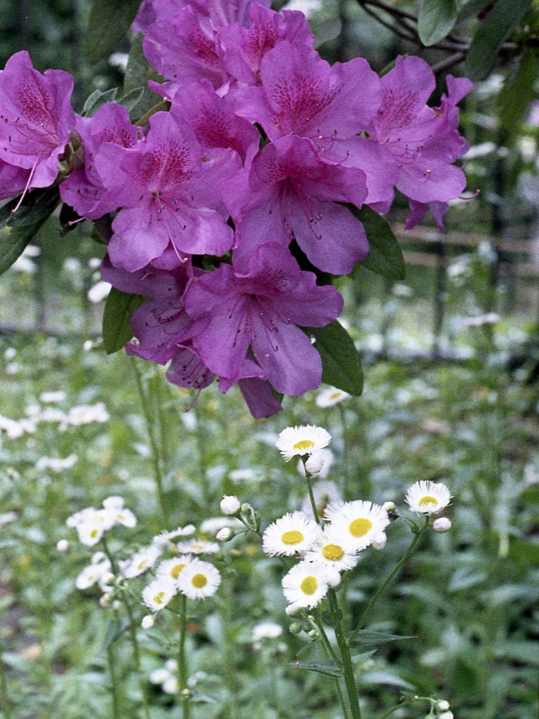 「公園で」 (film)