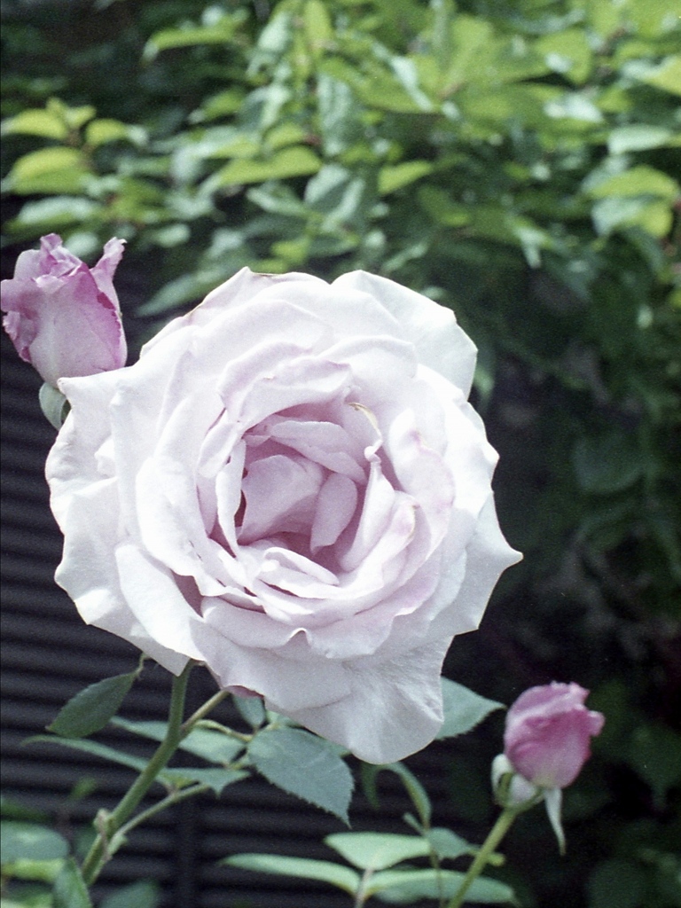 「花の季節」 (film)