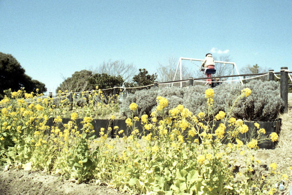 「菜の花」 (film)