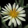 「10/27 散歩写真」 (digital)