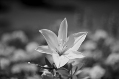 「monochrome flower」 (film)