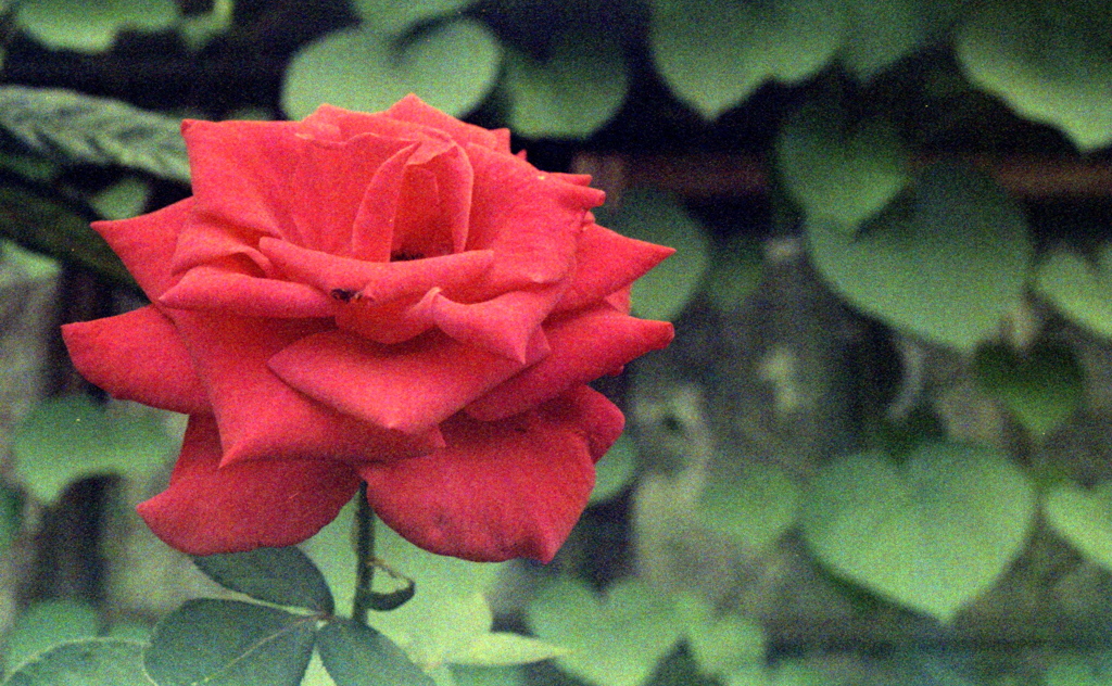 「街角flower」 (film)