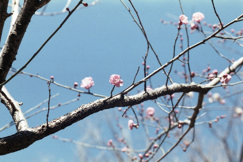 「1本だけ早咲き」 (film)