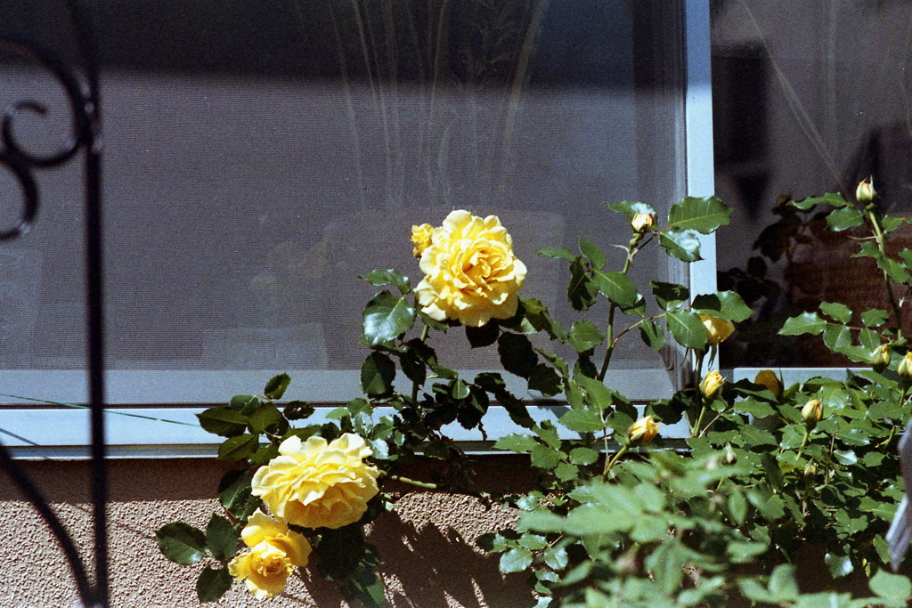 「ROSE」 (film)