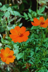 「散歩カメラ54」 (film) 「散歩カメラ54」 (film)