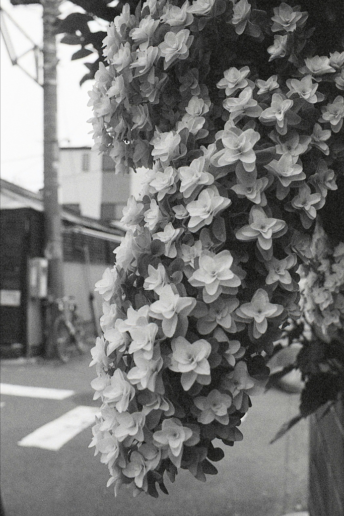 「紫陽花」 (film)