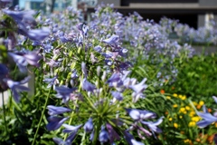 「Agapanthus」