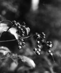 「autumn」 (film:HR20)