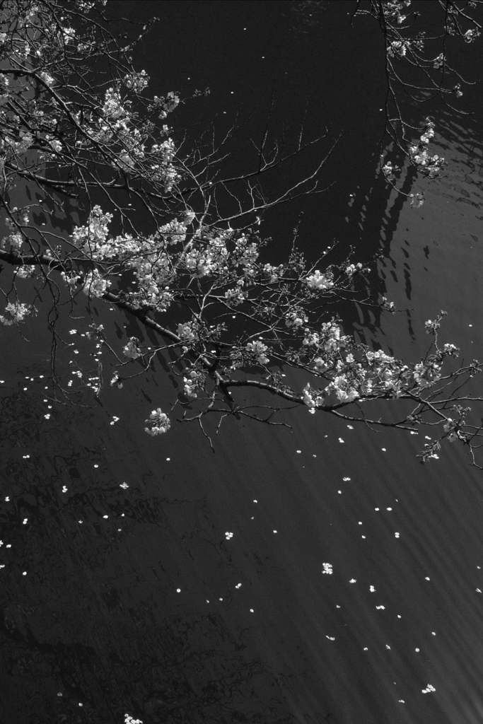 「桜: monochrome」 (digital)