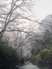 「桜の森」 (film)