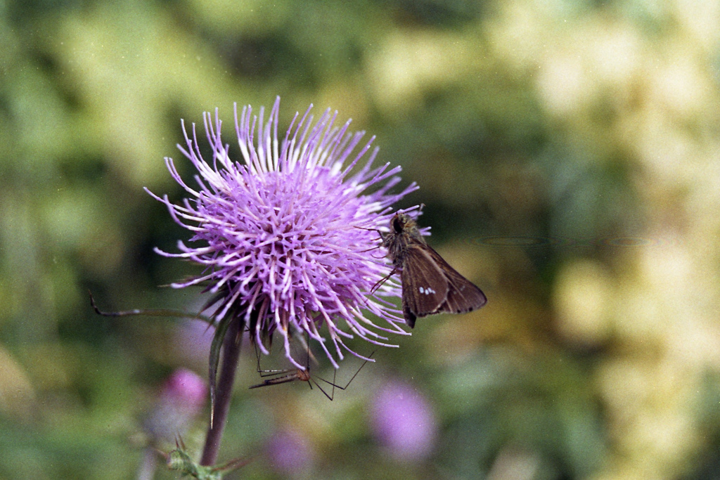 「アザミとチャバネセセリ（蜘蛛も）」 (film)