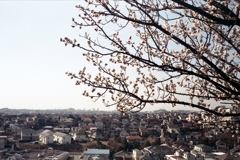 「白梅」 (film)