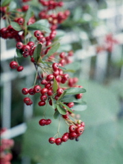 「実り」 (film)