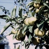 「街角」 (film)