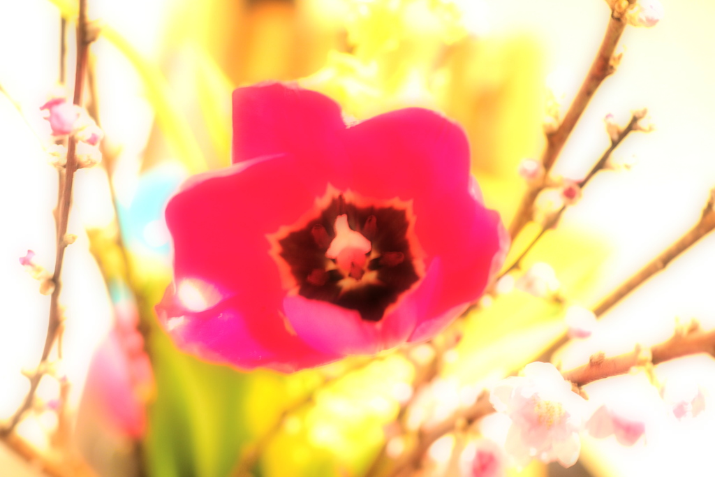 「Tulip」