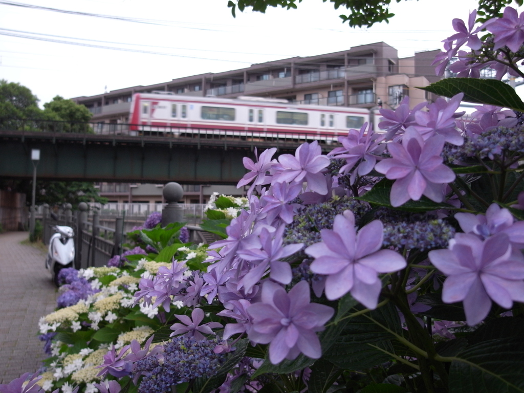 「紫陽花と京急02」