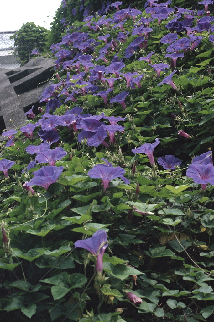 「街角flower」 (film)