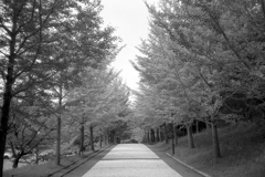「並木(初夏)」 (film)