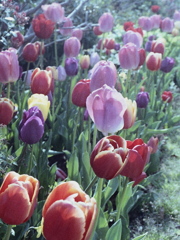 「tulip三昧」 (film)