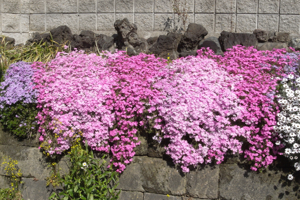 「久々のGX100」