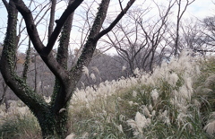 「autumn」 (film)