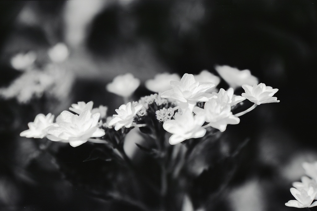 「紫陽花」 (film:HR20)