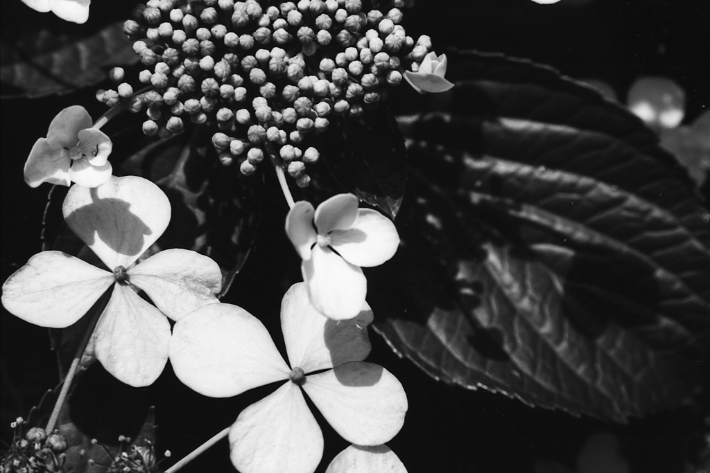 「plants monochrome」 (film:HR20)