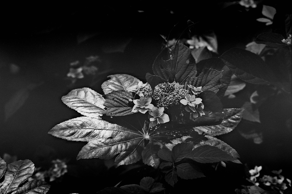 「monochrome flower」 (film)