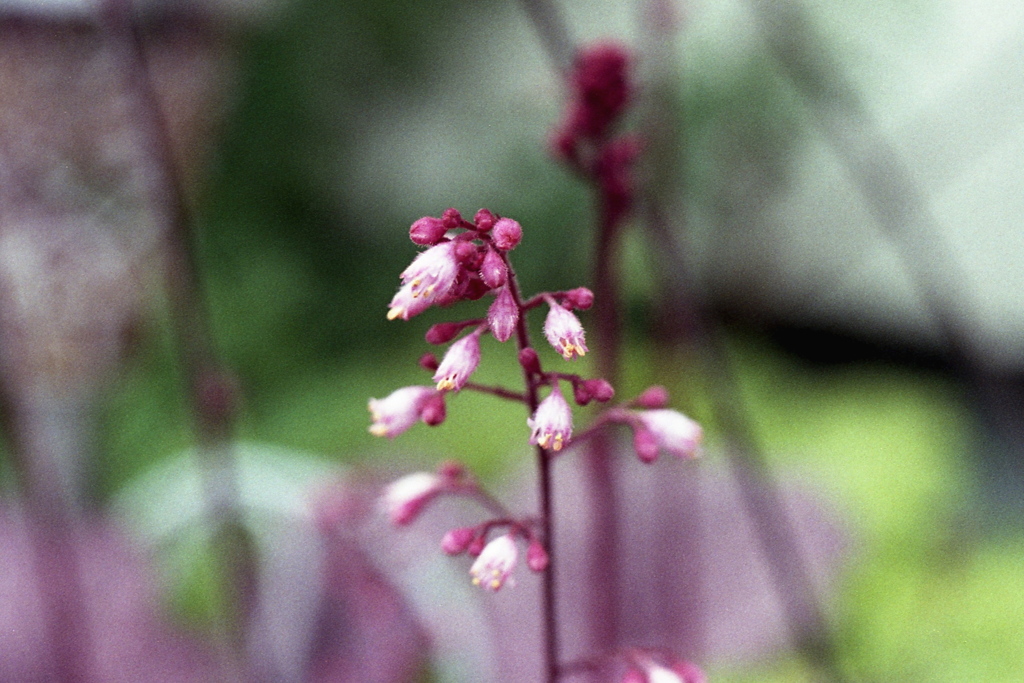 「街角flower」 (film)