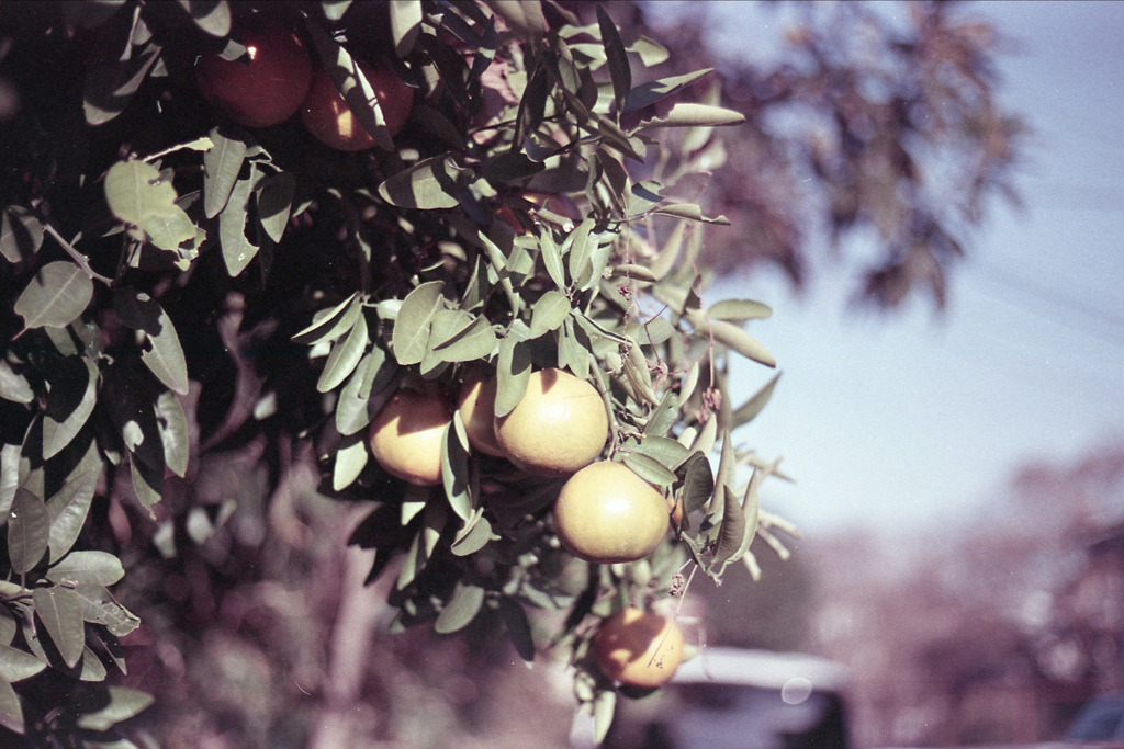 「カラタチ」 (film)