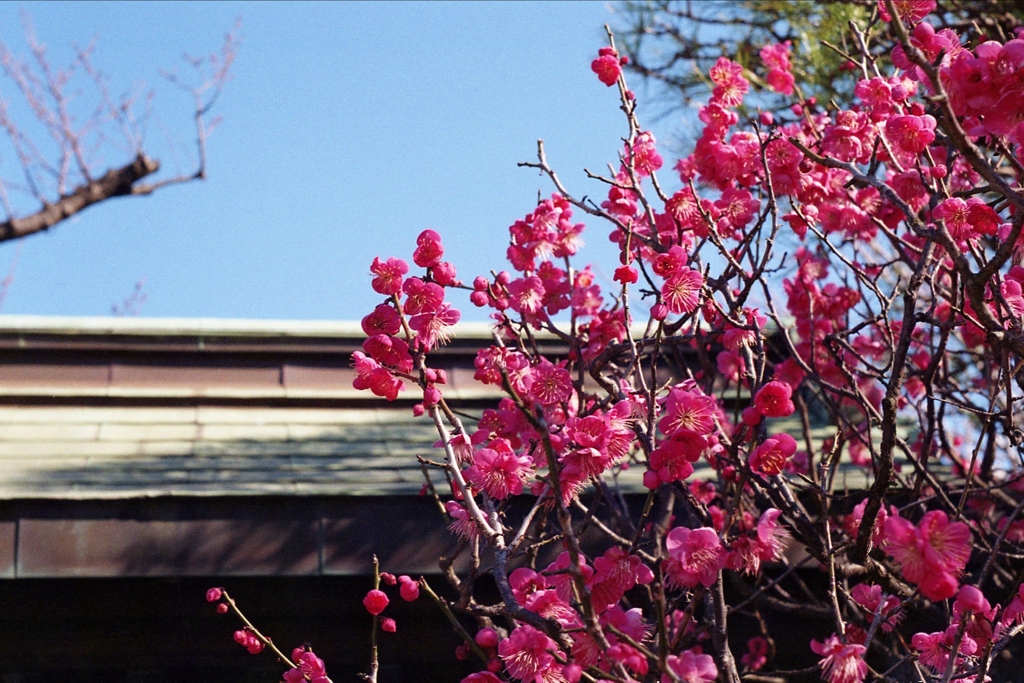 「2/2 紅梅11」 (film)